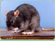 rat control Knutsford
